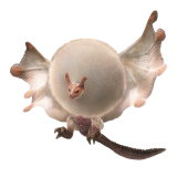 Paolumu Kill Service